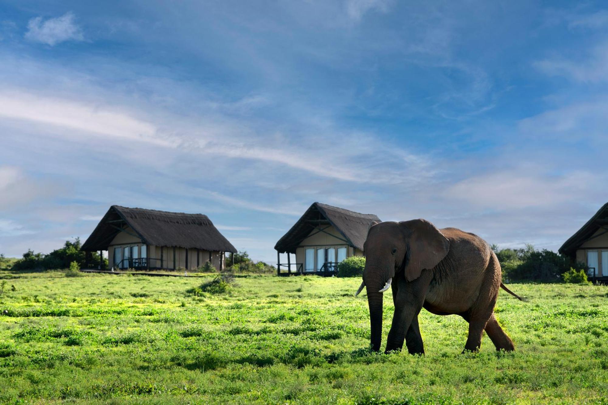 Gorah Elephant Camp Addo Exterior photo