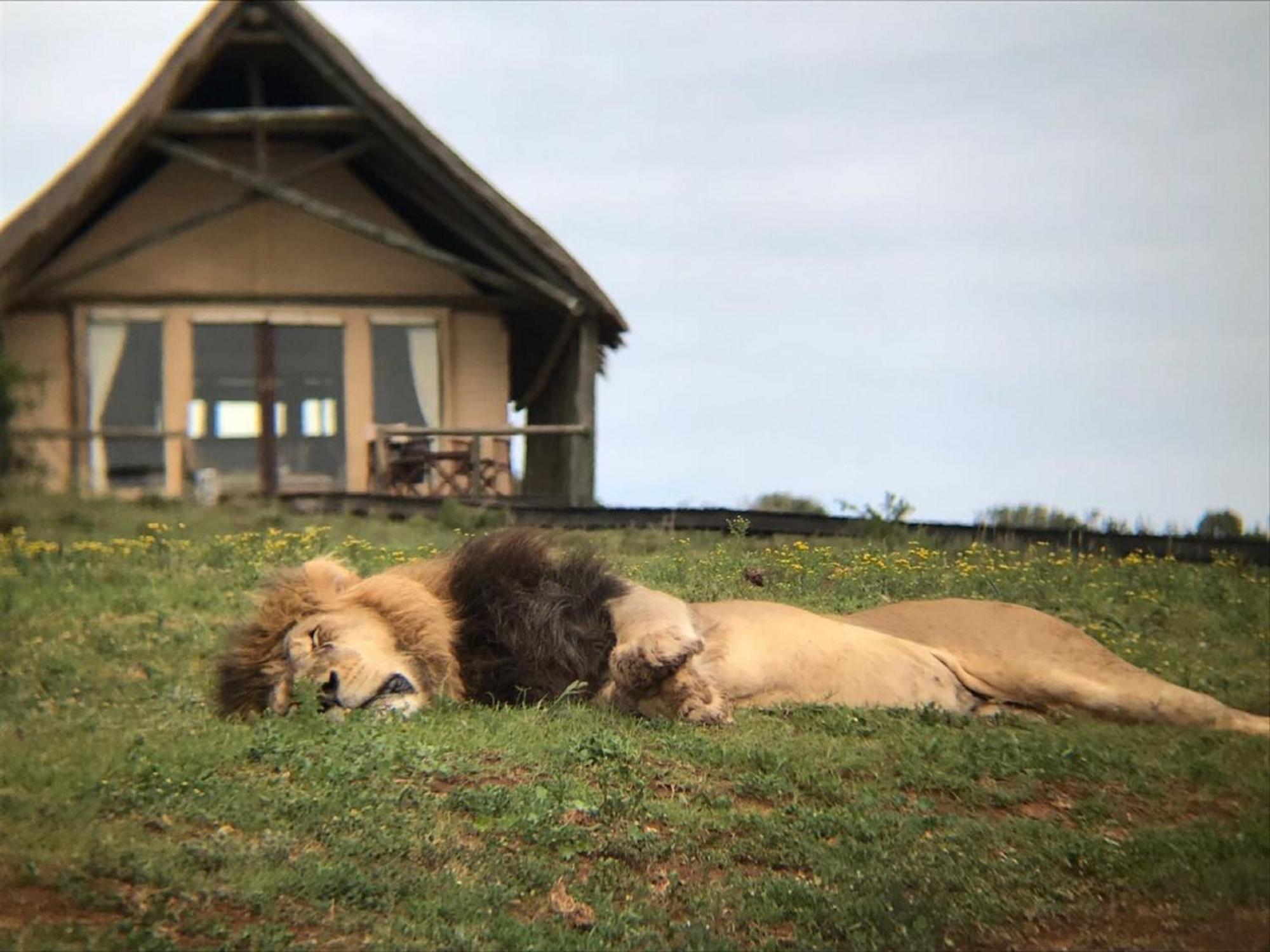 Gorah Elephant Camp Addo Exterior photo