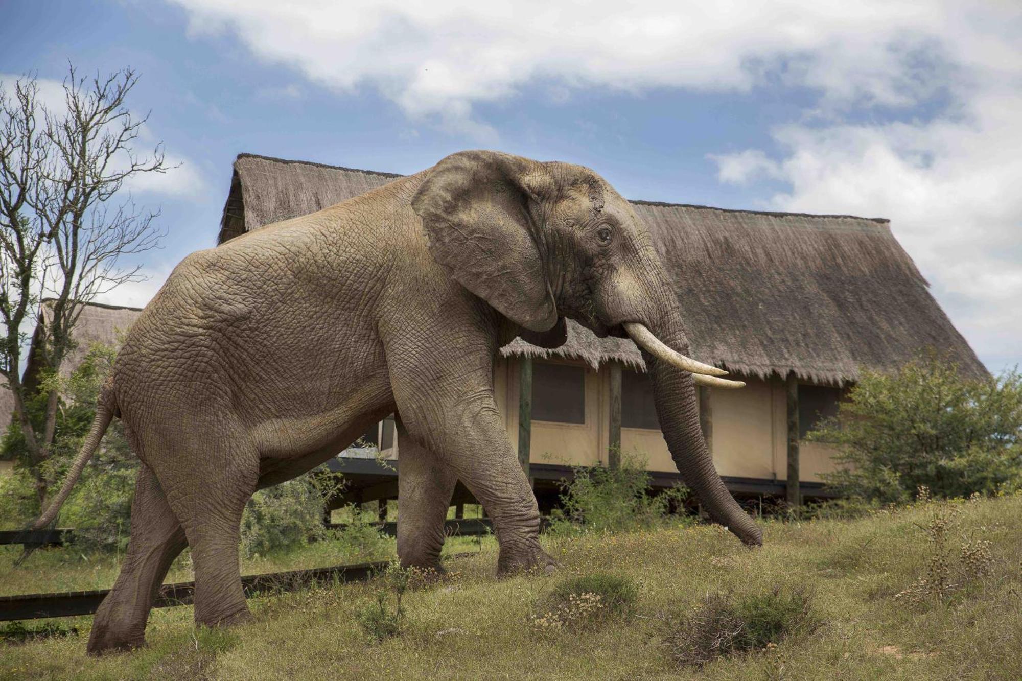 Gorah Elephant Camp Addo Exterior photo