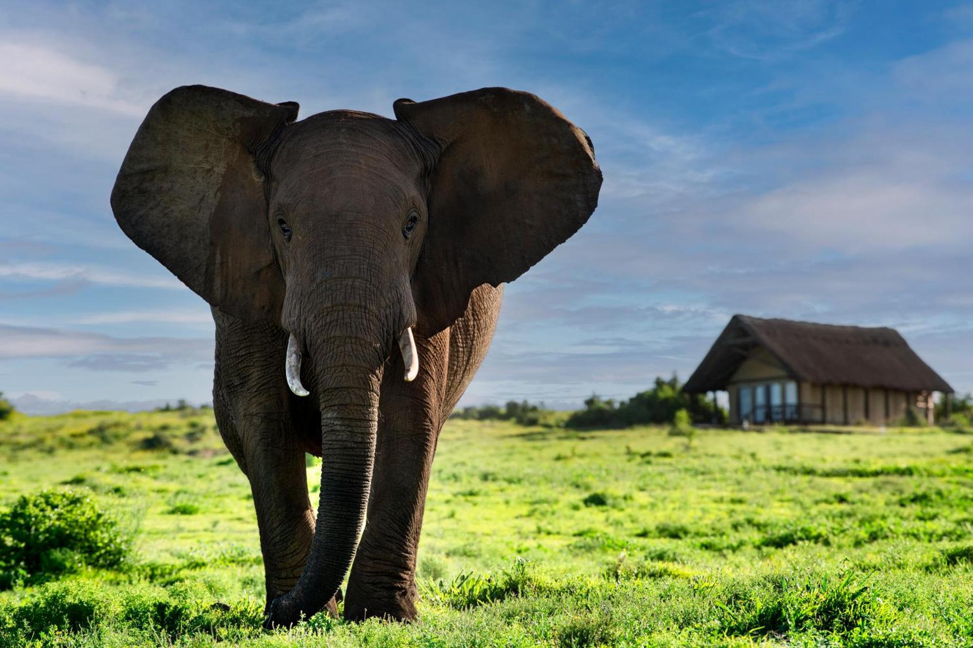 Gorah Elephant Camp Addo Exterior photo