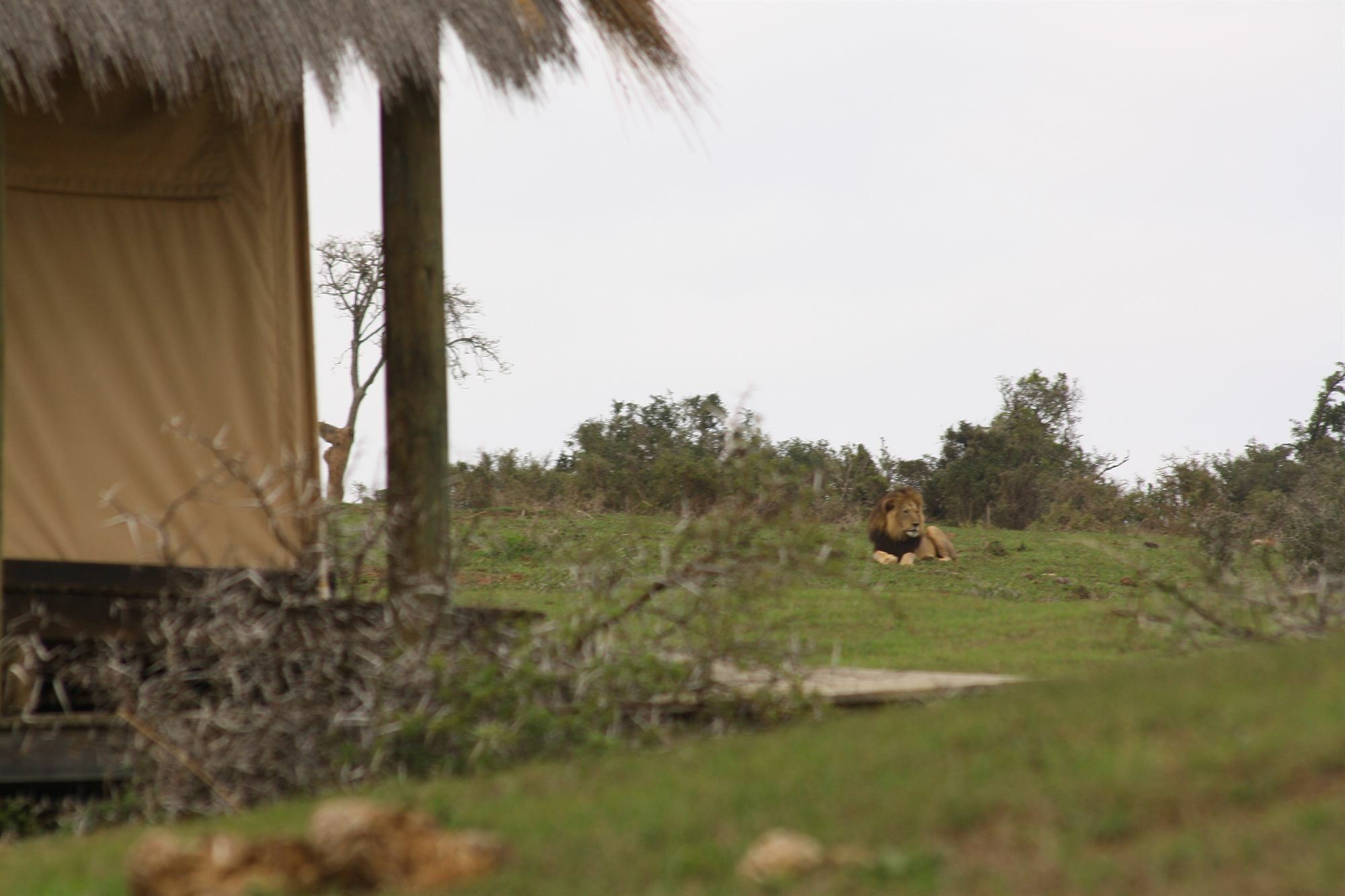 Gorah Elephant Camp Addo Exterior photo