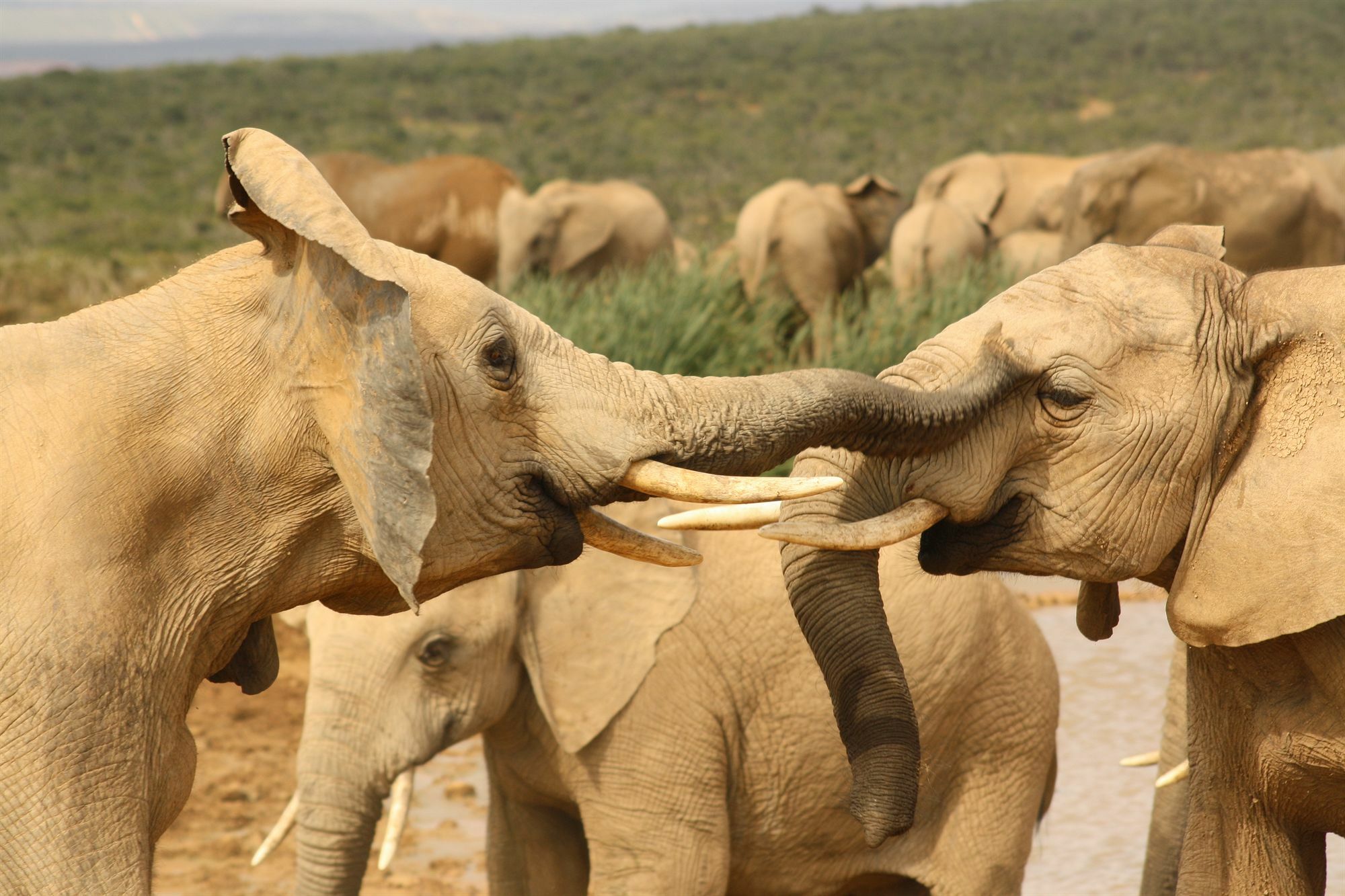 Gorah Elephant Camp Addo Exterior photo
