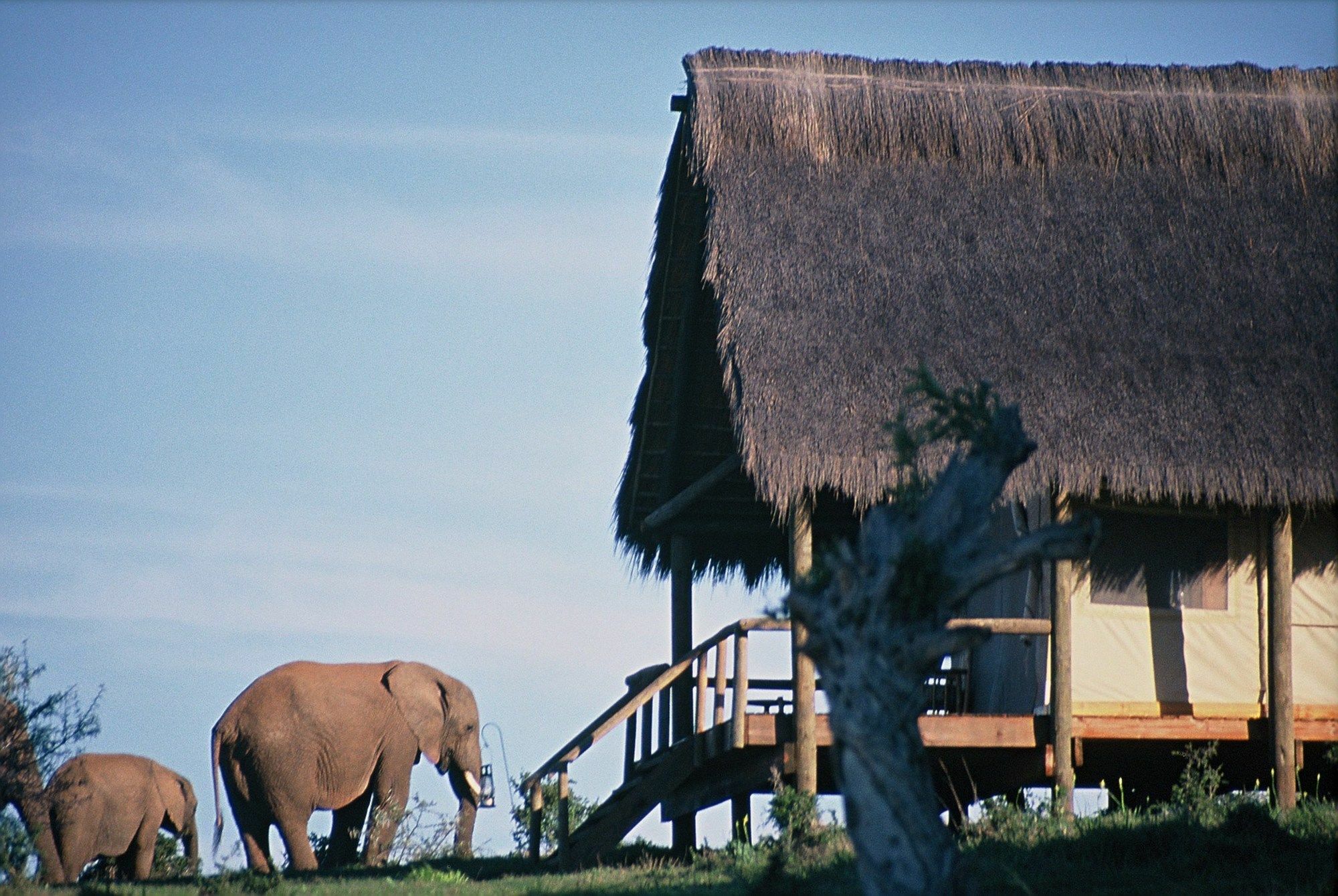 Gorah Elephant Camp Addo Exterior photo