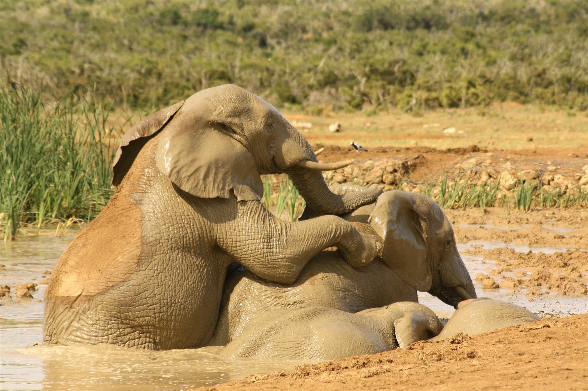 Gorah Elephant Camp Addo Exterior photo
