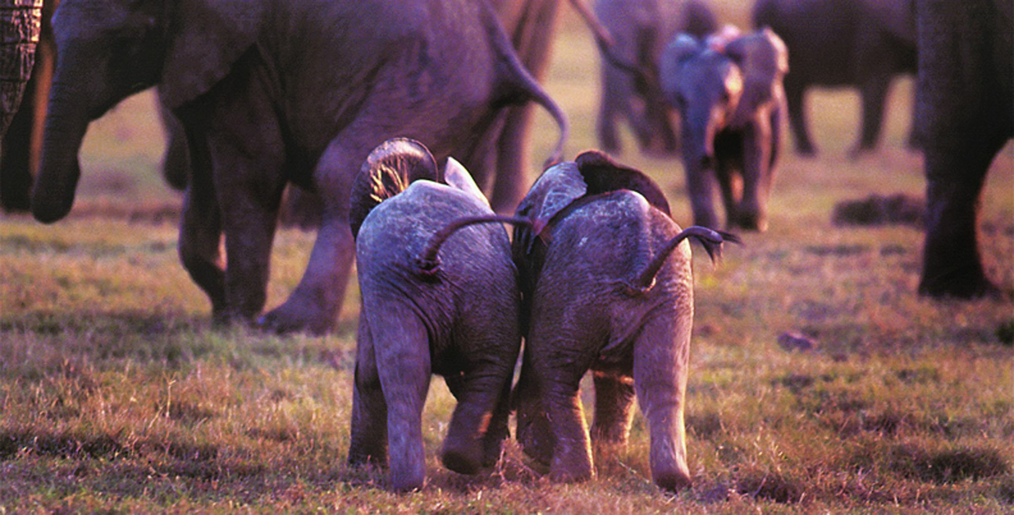 Gorah Elephant Camp Addo Exterior photo